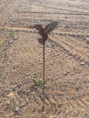 humingbird