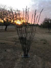Ocotillo