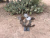 prickly pear